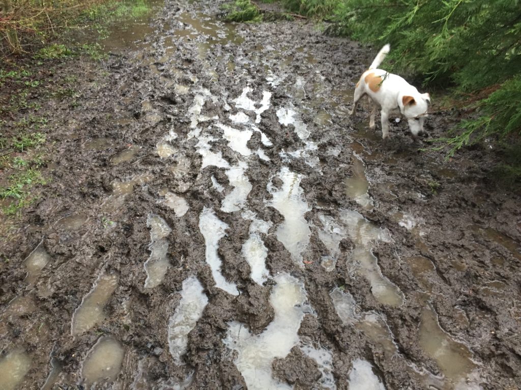 Alfie dog tiptoeing around a muddy path